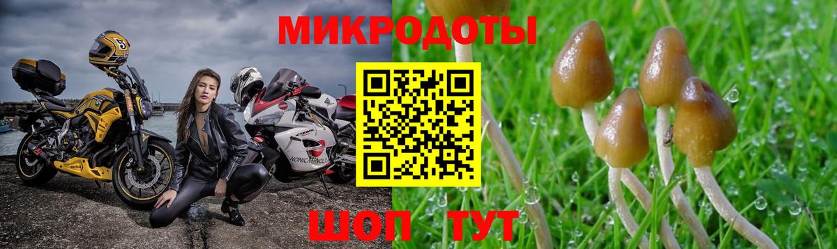 Псилоцибиновые грибы мицелий Советская Гавань